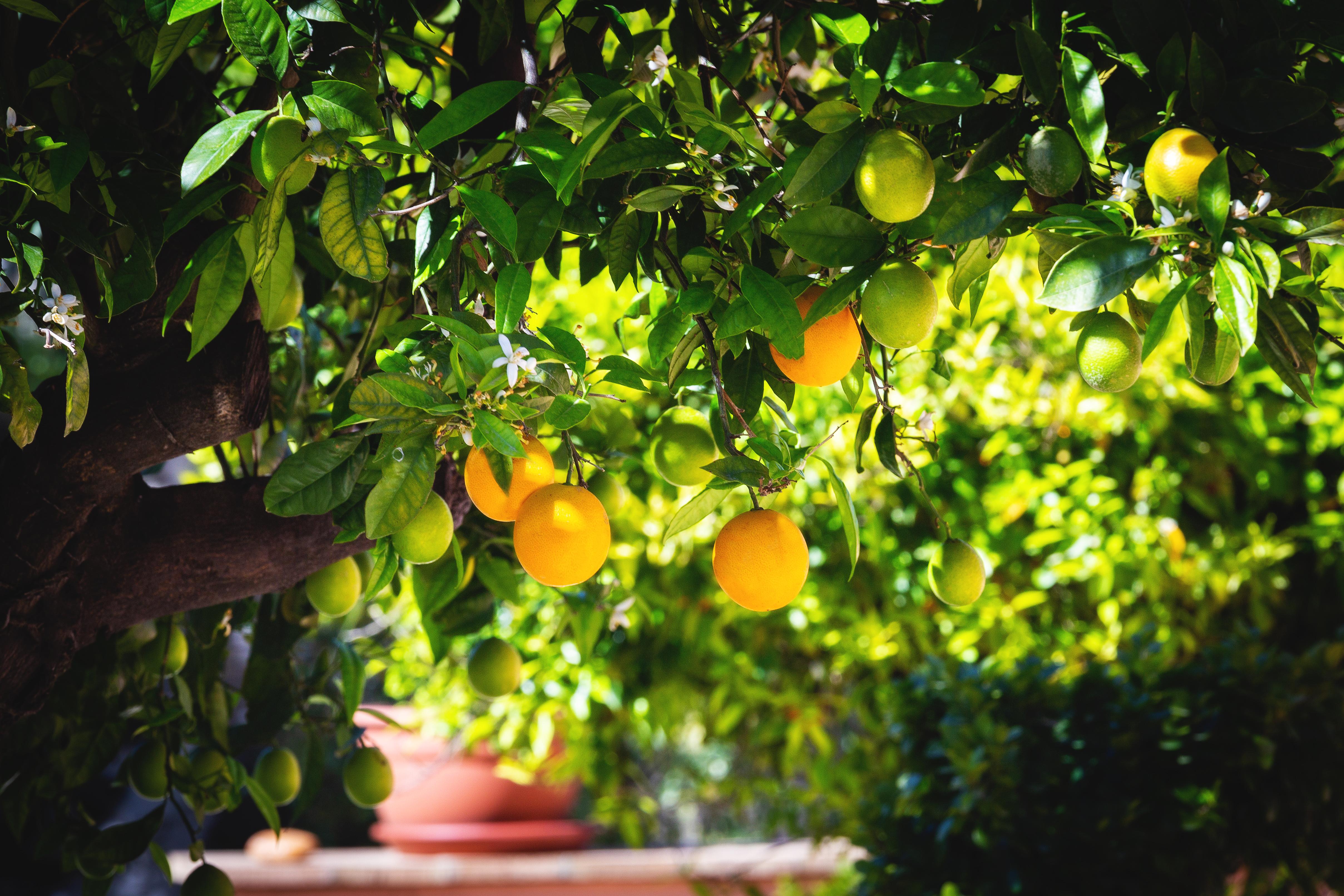 La Terra Dei Sogni Country Hotel Fiumefreddo di Sicilia Zewnętrze zdjęcie